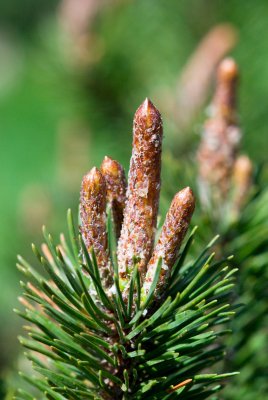 Pinus uncinata 'Paradekissen' - borovice zobanitá - svíce